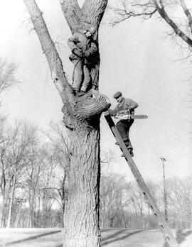 Arborists preparing to prune a tree