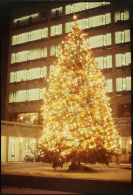 City Hall Christmas Tree lit up at night