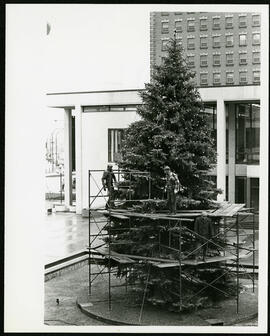 Putting lights on City Hall Christmas Tree