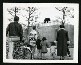 A bear climbing over the fence with onlookers at the Assiniboine Park Zoo