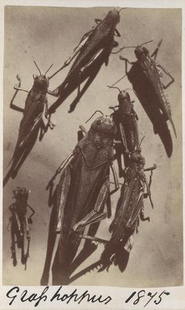 Grasshoppers, 1875