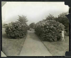 Lilac Hedge in Elmwood Park