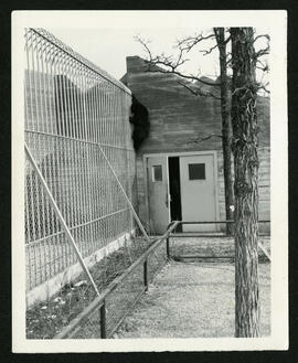 A bear climbing over the fence at Assiniboine Park Zoo