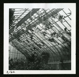 Hail damage to the interior Assiniboine Park conservatory roof
